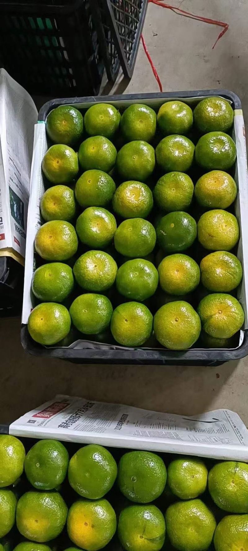 小叶橘果园直采皮薄多汁口感甜蜜水分足价格美丽