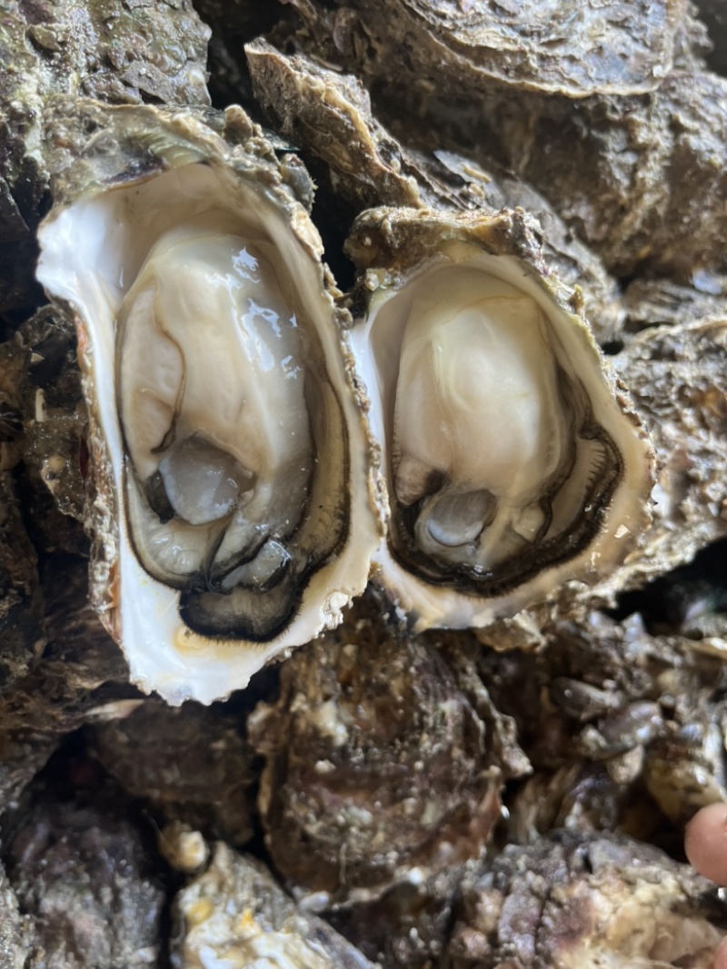 广东潮汕汫洲生蚝，摆摊烧烤专用神器，量大价优，全国可发。