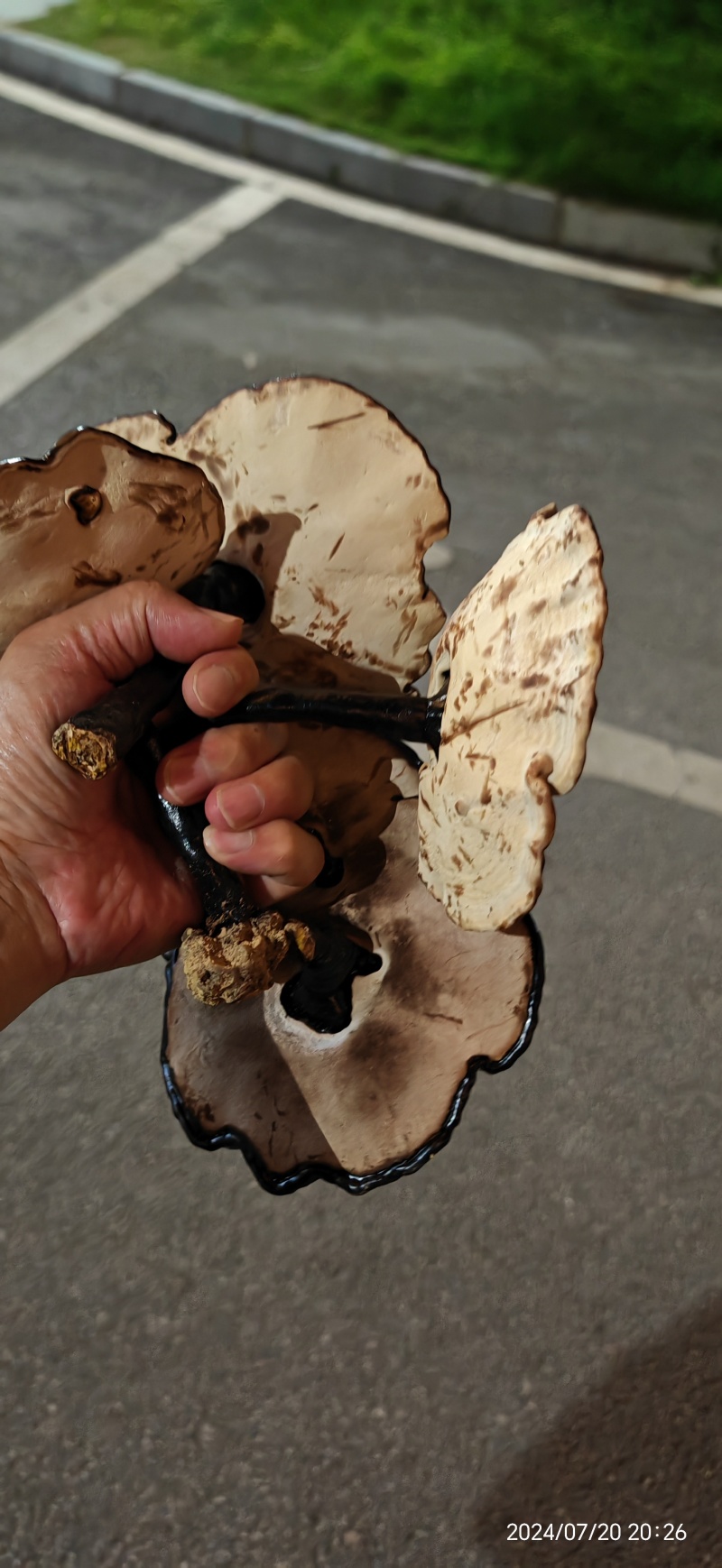 贵州三宝：黑灵芝紫灵芝赤灵芝野生黑灵芝林下黑灵芝