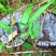 贵州三宝：黑灵芝紫灵芝赤灵芝野生黑灵芝林下黑灵芝