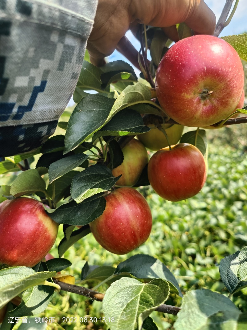 123苹果金红苹果辽宁省铁岭市西丰县