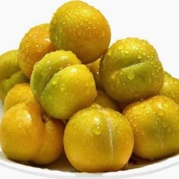 李子树枝条，早熟蜂糖李嫁接枝条，端午节成熟。
