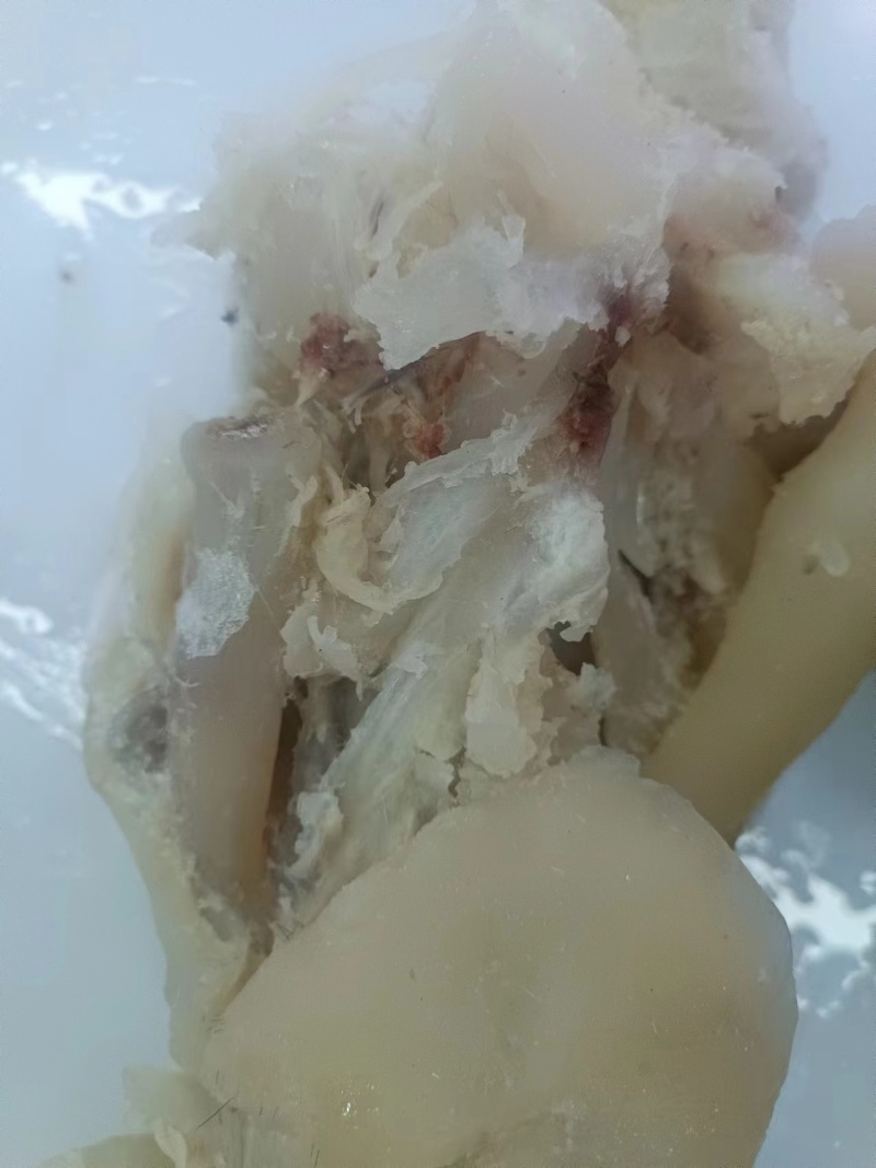 【熟食牛蹄】牛蹄筋，牛筋等牛杂，精品分拣包装，欢迎采购。