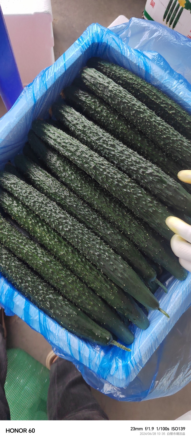 靖远密刺黄瓜，大棚种植技术，当天现摘，条直短把长条