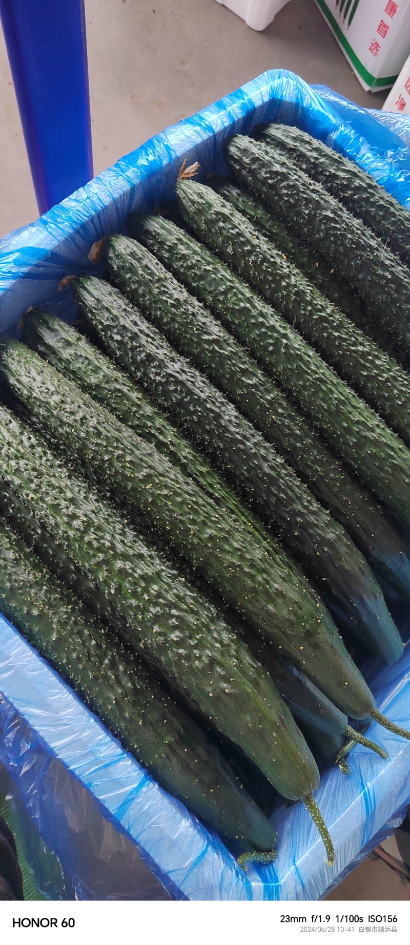 靖远密刺黄瓜，大棚种植技术，当天现摘，条直短把长条