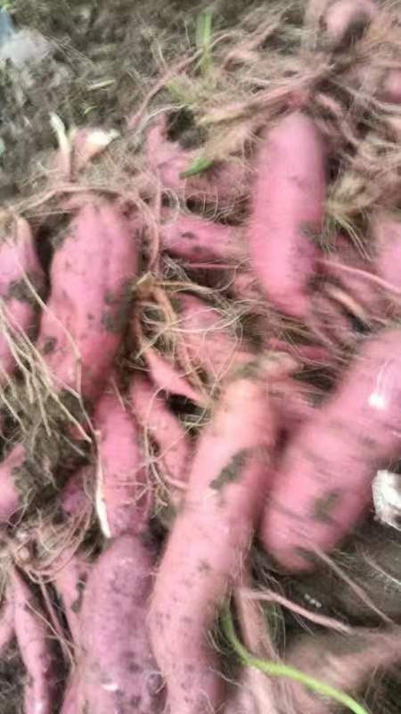 养殖胡萝卜，养殖用次品胡萝卜及各种农产品大量供应