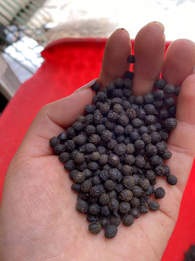 山苍子干货没有提炼过油的