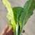 精品安徽小白菜奶白菜/基地直供/对接市场批发/全国发货