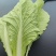 精品安徽小白菜奶白菜/基地直供/对接市场批发/全国发货
