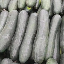 精品黑皮冬瓜大量上市品质保证一手货源量大从优