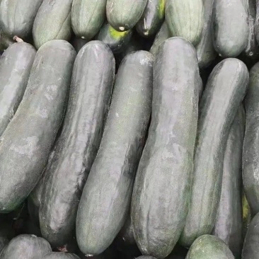 精品黑皮冬瓜大量上市品质保证一手货源量大从优