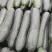 精品黑皮冬瓜大量上市品质保证一手货源量大从优