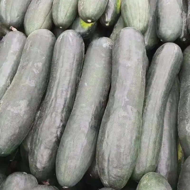精品黑皮冬瓜大量上市品质保证一手货源量大从优
