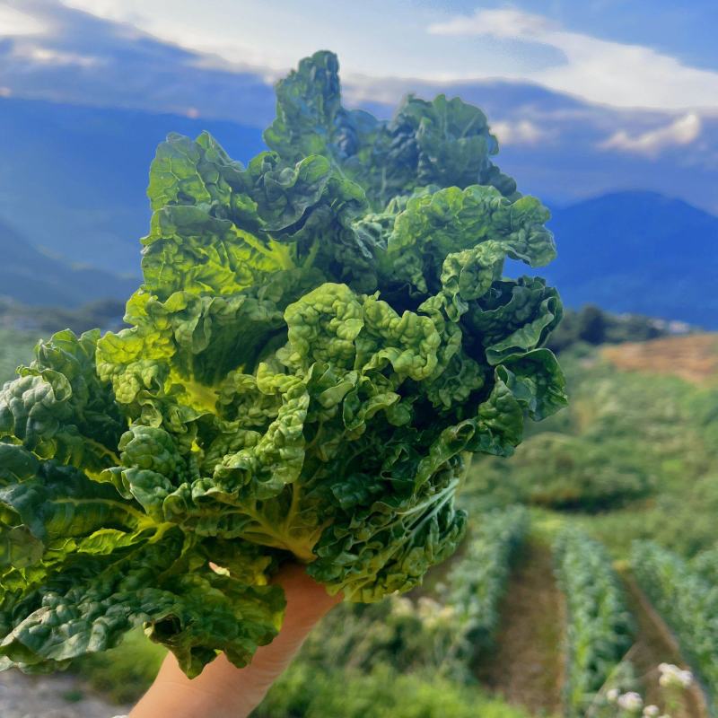 毛白菜，白菜，产地一条龙服务，量大从优，价格美丽