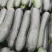 精品黑皮冬瓜大量上市品质保证一手货源量大从优