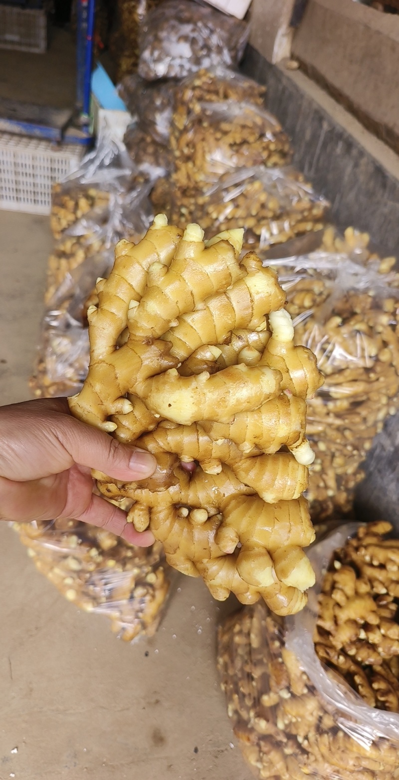 山东生姜，大黄姜，鲜姜，沙土，水洗，风干，姜巴，产地直发