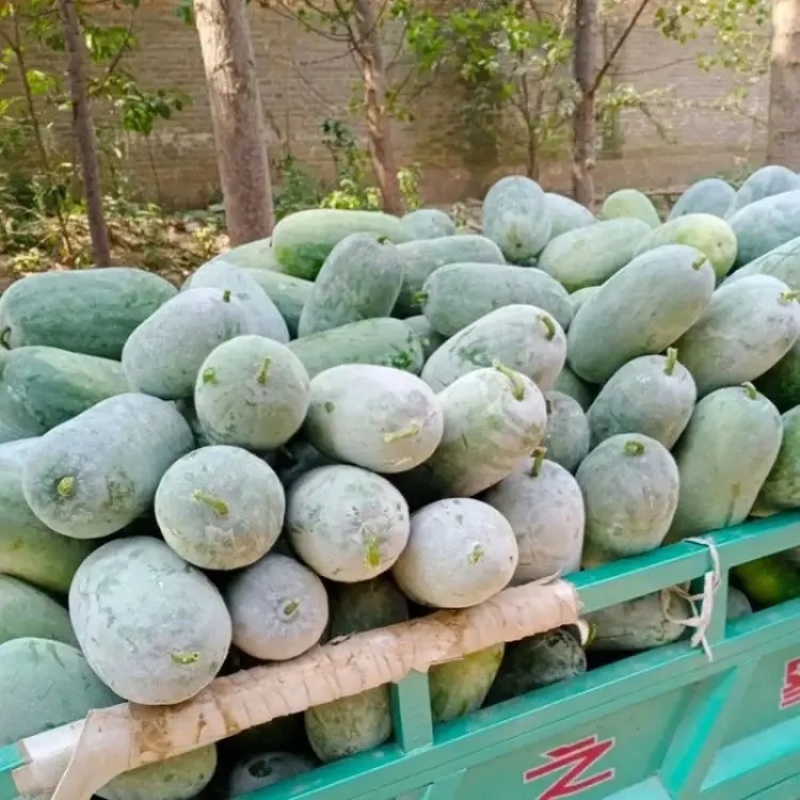 精品白皮冬瓜大量上市品质保证量大从优一手货源