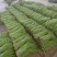 大量长豆角上市质量好能走南方市场加工厂/量大价优