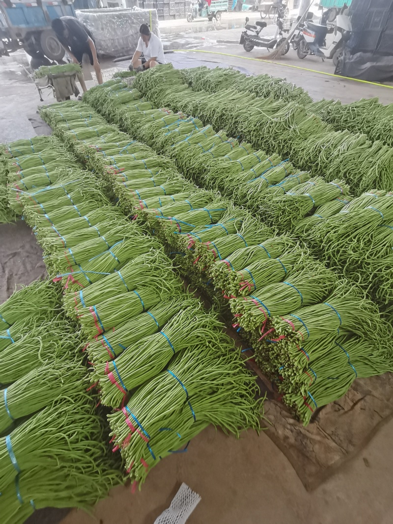 大量长豆角上市质量好能走南方市场加工厂/量大价优