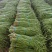大量长豆角上市质量好能走南方市场加工厂/量大价优