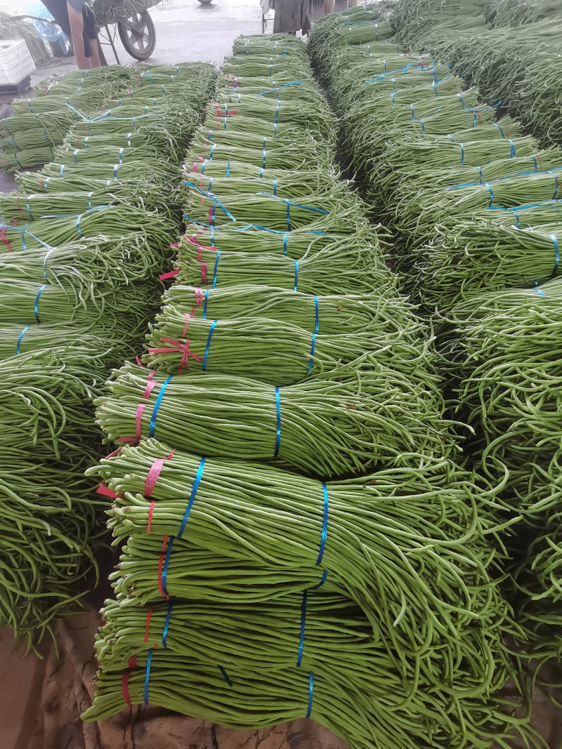 大量长豆角上市质量好能走南方市场加工厂/量大价优