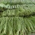 大量长豆角上市质量好能走南方市场加工厂/量大价优