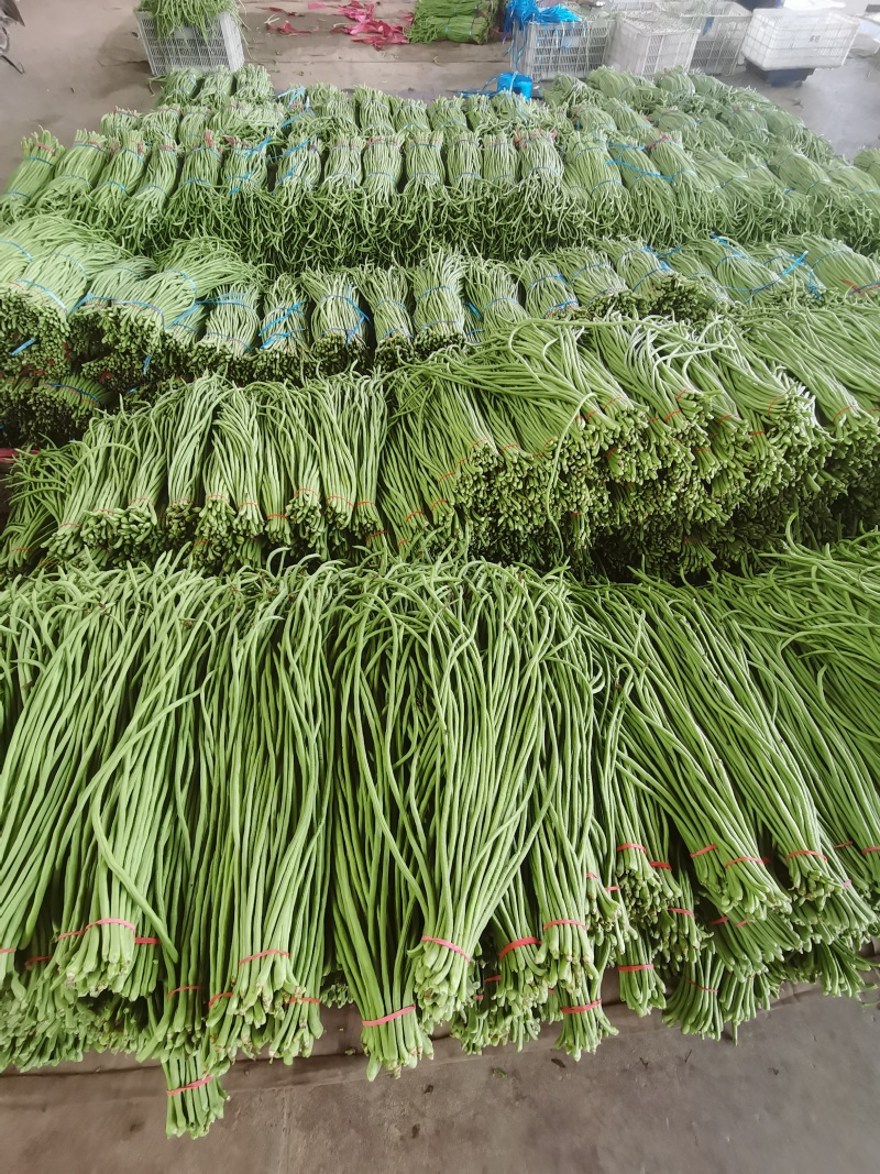 大量长豆角上市质量好能走南方市场加工厂/量大价优