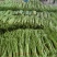 大量长豆角上市质量好能走南方市场加工厂/量大价优