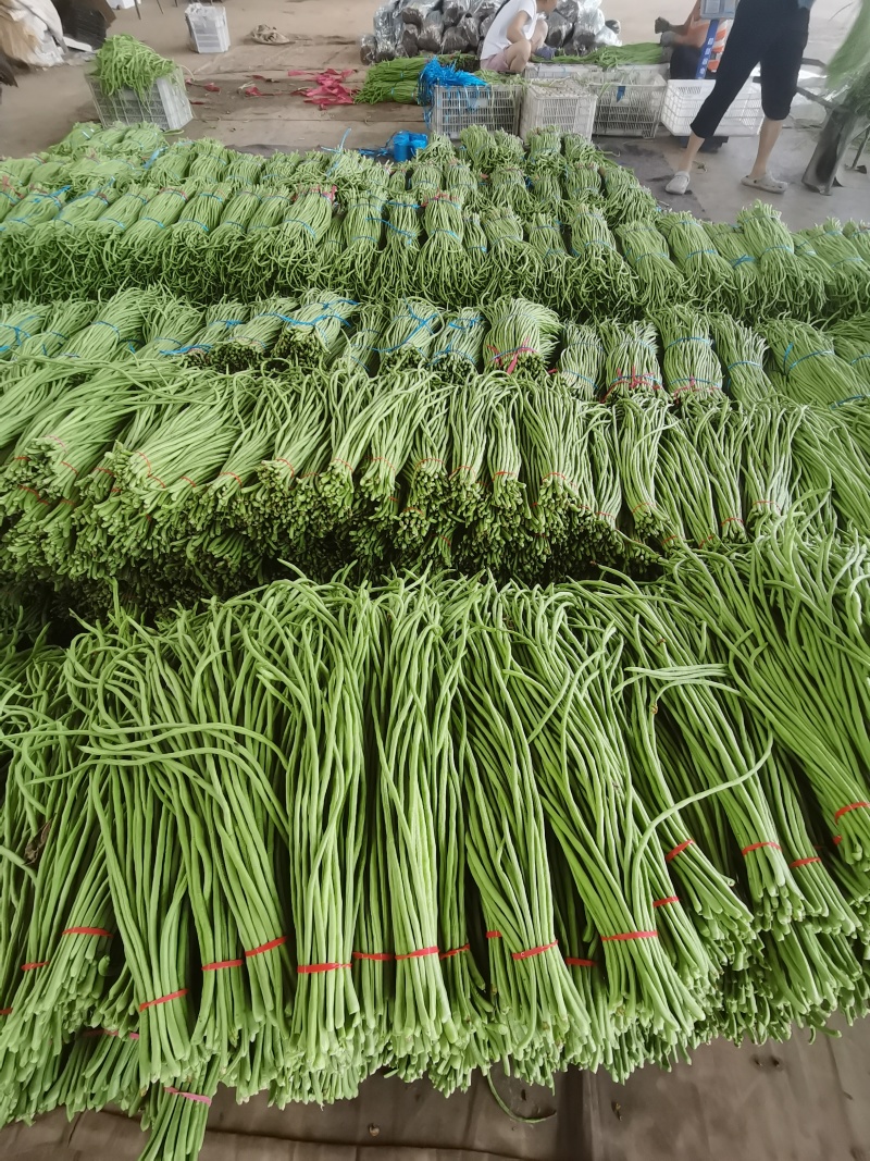 大量长豆角上市质量好能走南方市场加工厂/量大价优