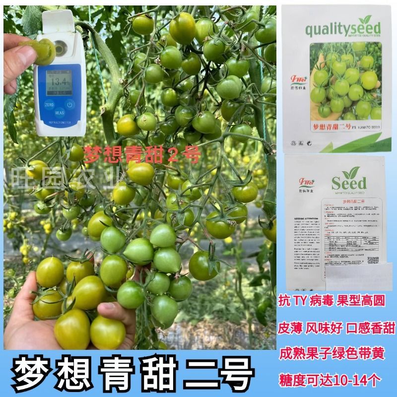 青甜二号小番茄种子小绿番茄水果小绿圣女果苗小西红柿苗青甜