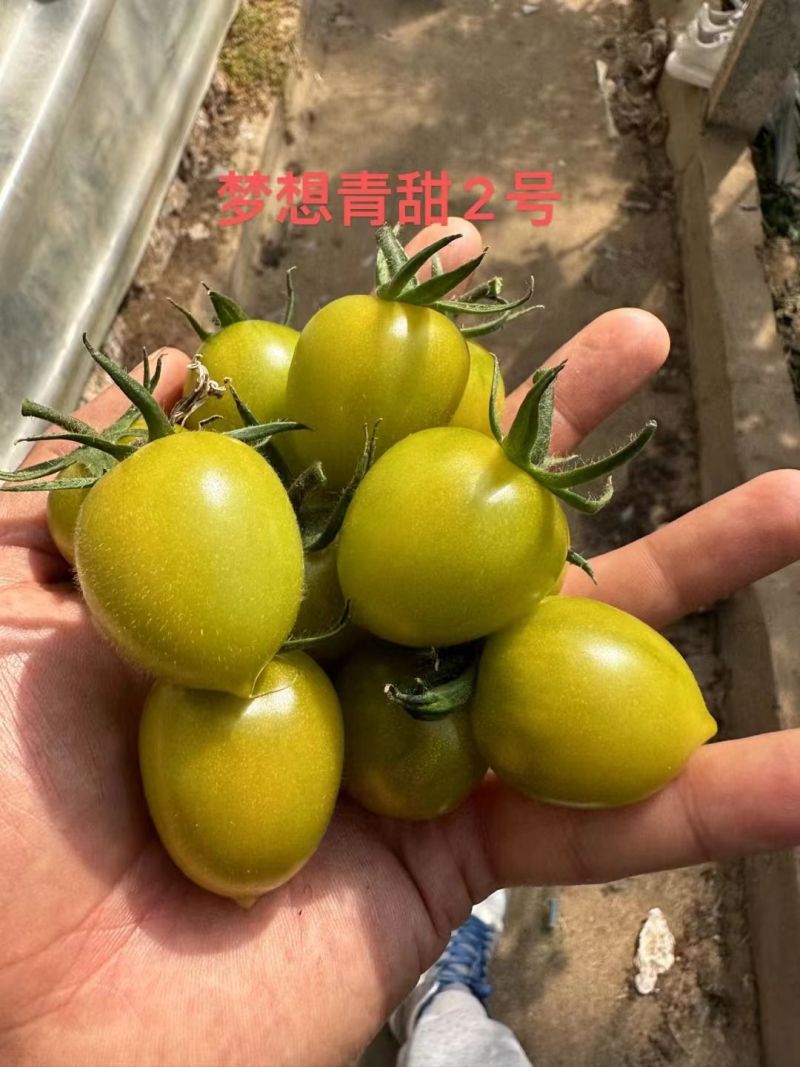 青甜二号小番茄种子小绿番茄水果小绿圣女果苗小西红柿苗青甜