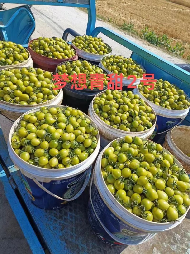 青甜二号小番茄种子小绿番茄水果小绿圣女果苗小西红柿苗青甜