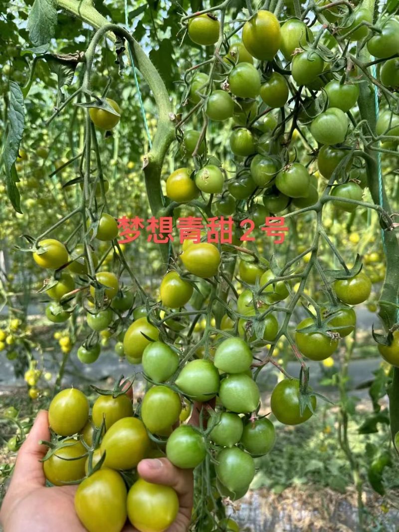青甜二号小番茄种子小绿番茄水果小绿圣女果苗小西红柿苗青甜