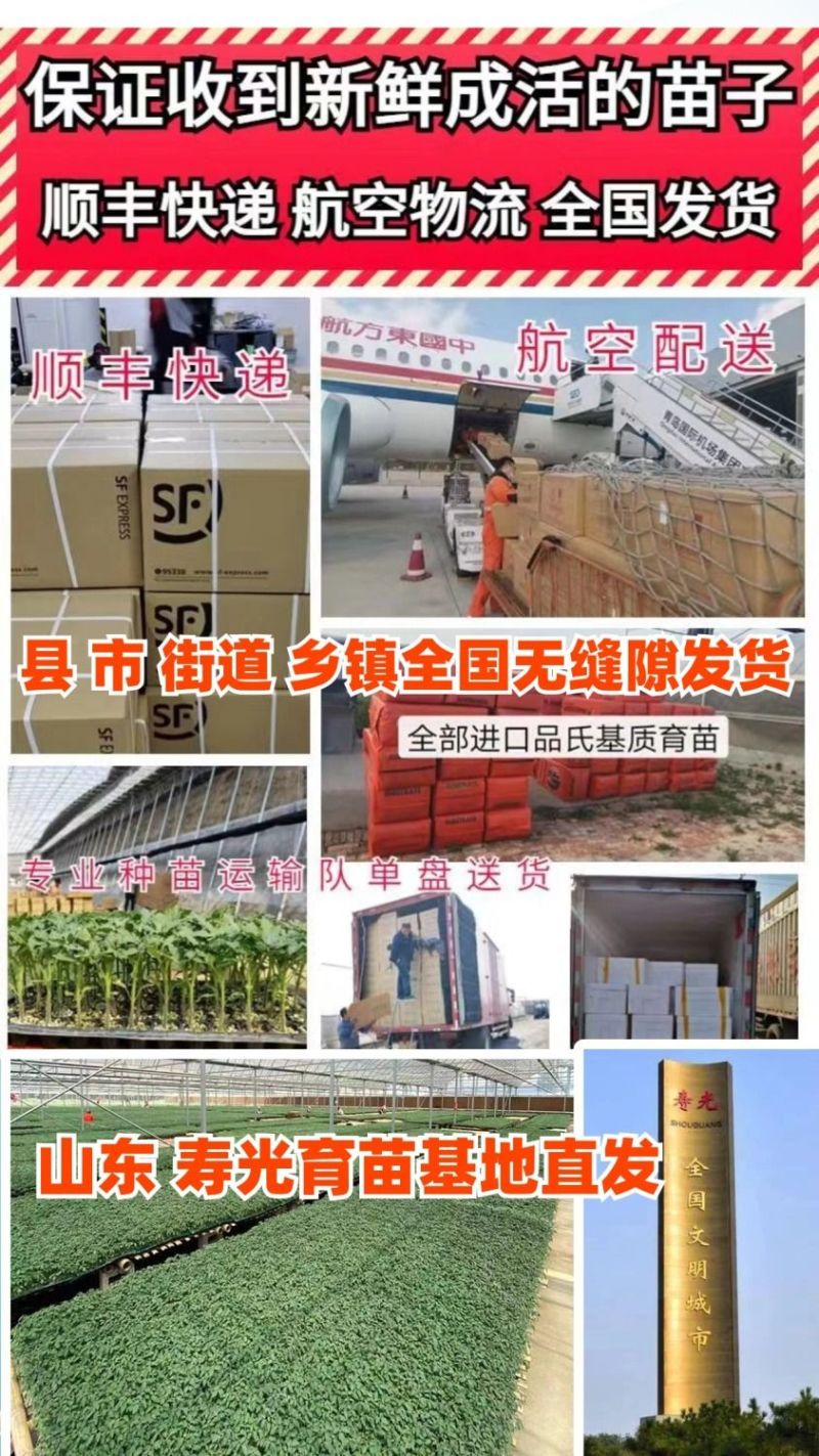 青甜二号小番茄种子小绿番茄水果小绿圣女果苗小西红柿苗青甜