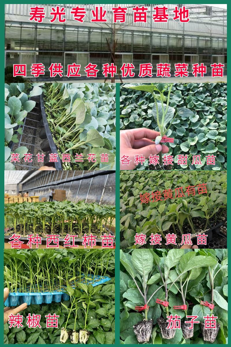 大果草莓番茄柿子丹东铁皮碱地柿子特色草莓西红柿苗子