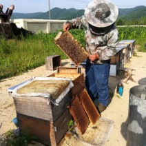 小兴安岭椴树高度椴树蜂蜜