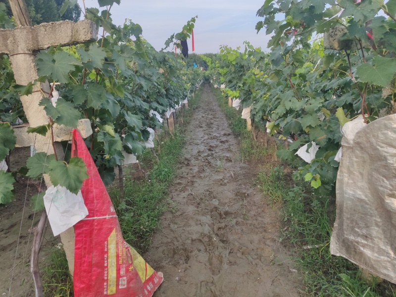 葡萄已经成熟，大量上市，欢迎各位老板来电