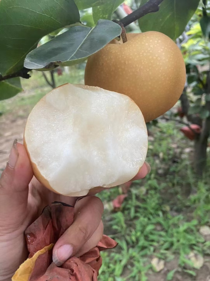新玉蜜梨砀山产地肉质细腻脆甜核小无渣