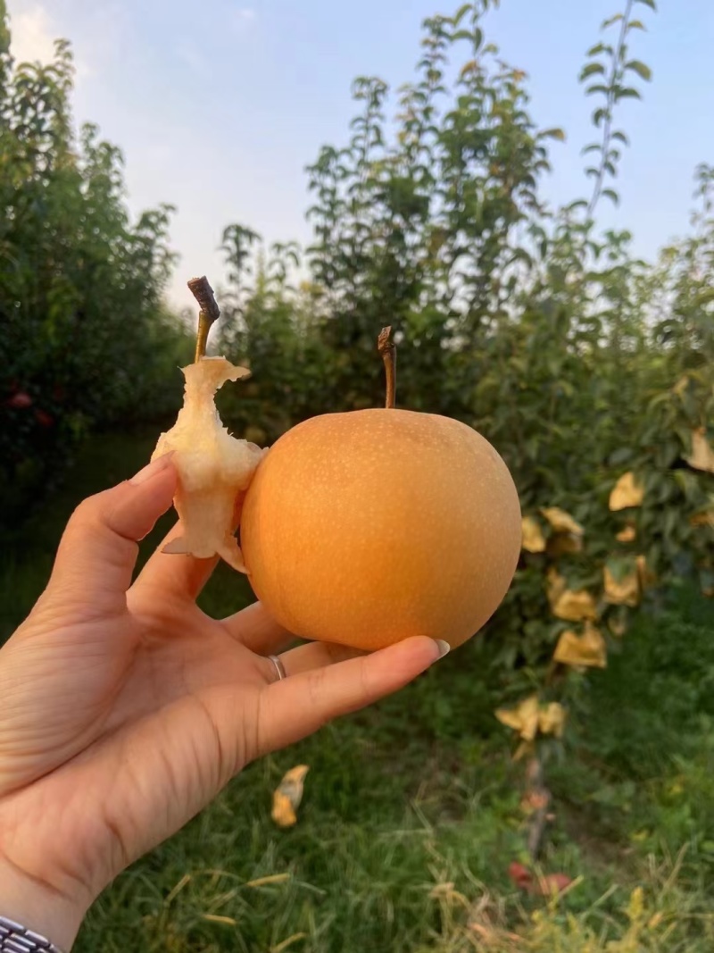 新玉蜜梨砀山产地肉质细腻脆甜核小无渣