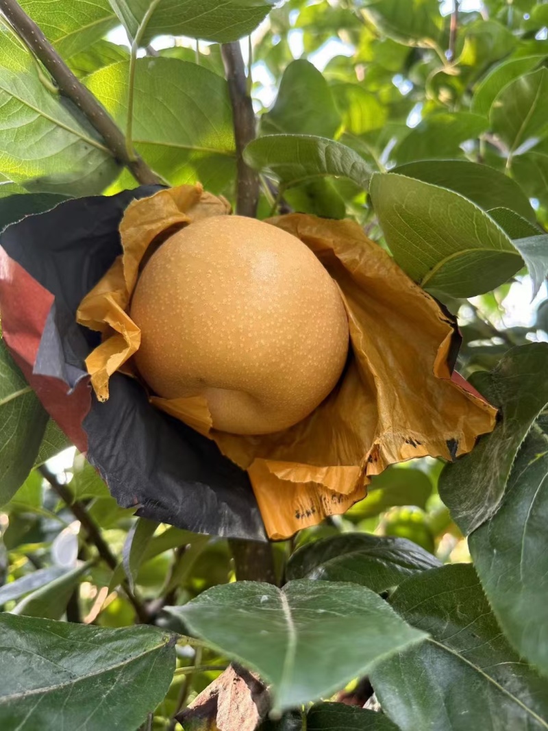 新玉蜜梨砀山产地肉质细腻脆甜核小无渣