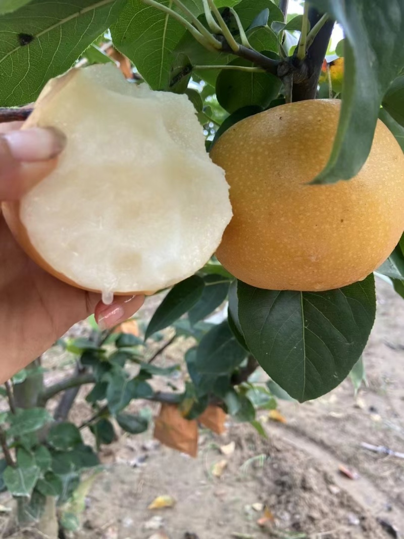 新玉蜜梨砀山产地肉质细腻脆甜核小无渣