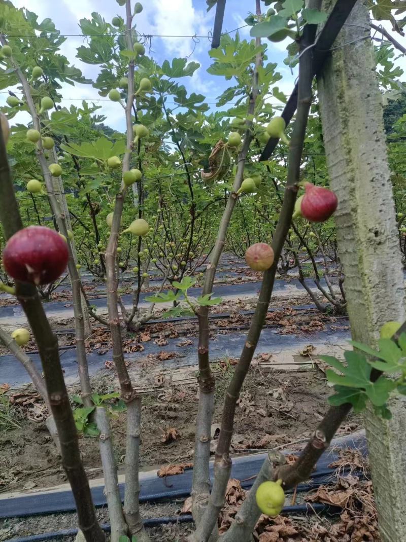 无花果园湿地公园