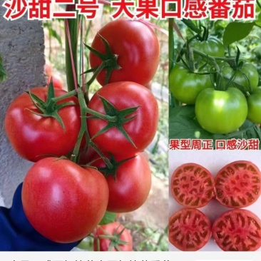 大果口感西红柿苗大西红柿番茄苗沙甜糯大果口感番茄