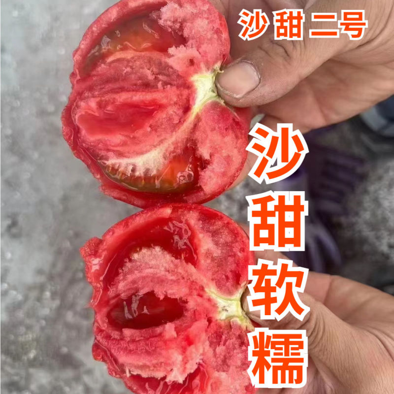 大果口感西红柿苗大西红柿番茄苗沙甜糯大果口感番茄