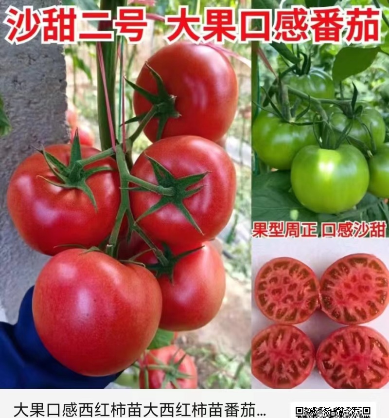 大果口感西红柿苗大西红柿番茄苗沙甜糯大果口感番茄