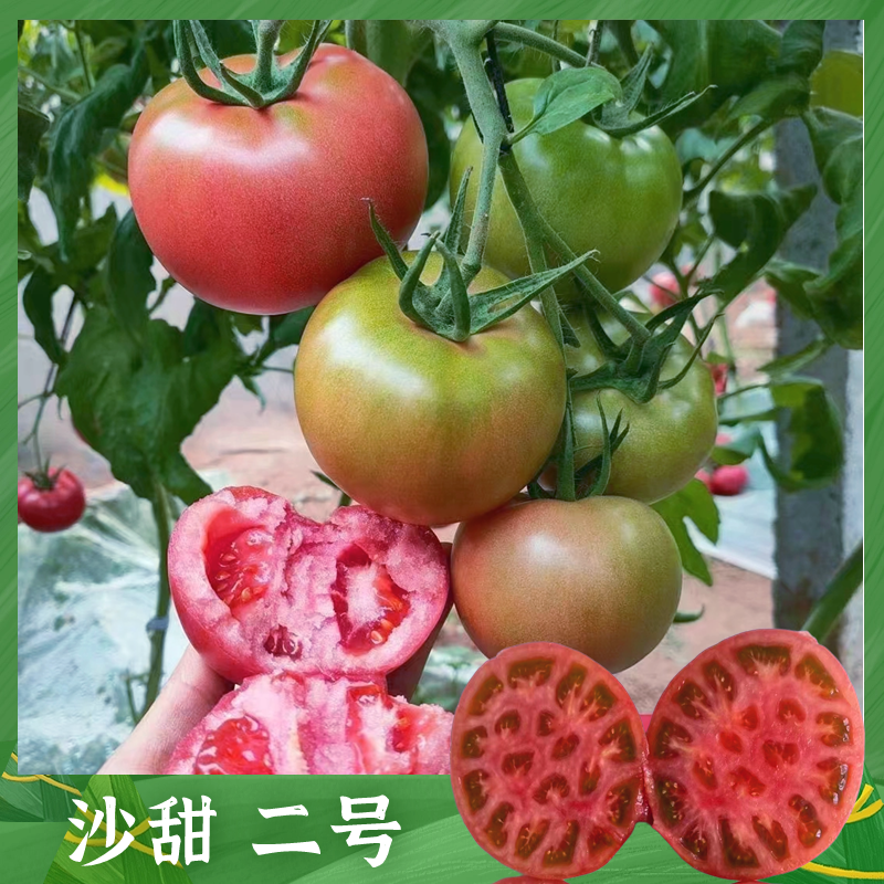 大果口感西红柿苗大西红柿番茄苗沙甜糯大果口感番茄