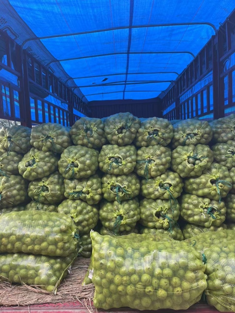 清香核桃大量上市有需要的联系我