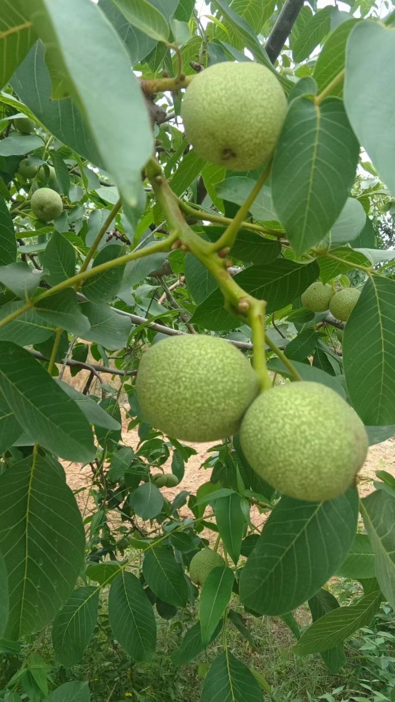 清香核桃大量上市有需要的联系我