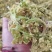 脱水有机花菜，干花菜厂家一手货源价格公道品质保障放心订购