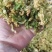 脱水有机花菜，干花菜厂家一手货源价格公道品质保障放心订购